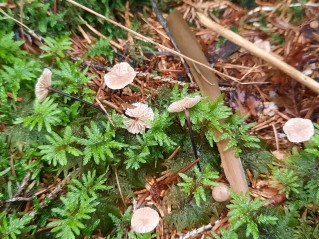 Paragymnopus perforans