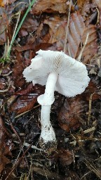 Leucoagaricus leucothites