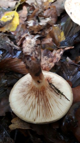 Paxillus involutus