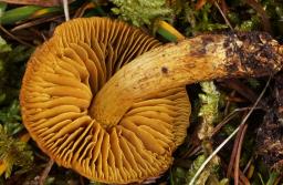 Cortinarius malicorius