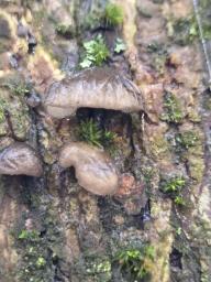 Hohenbuehelia cyphelliformis