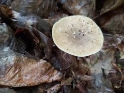 Lentinus substrictus