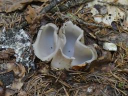 Sarcosphaera coronaria