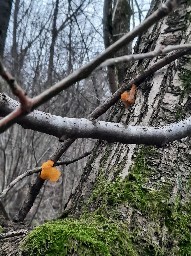 Tremella mesenterica