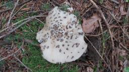 Amanita ceciliae