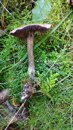 Cortinarius violaceus