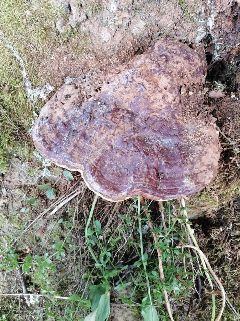 Ganoderma applanatum