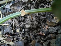 Sclerotinia bulborum