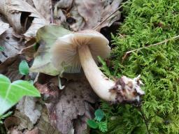 Megacollybia platyphylla