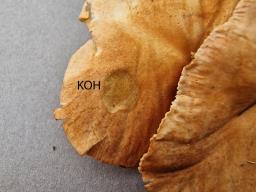 Infundibulicybe gibba