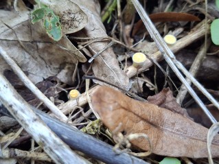 Crucibulum laeve