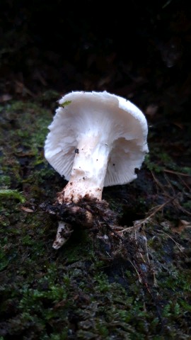 Neolentinus lepideus