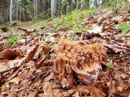 Ramaria bataillei