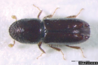 Pityogenes chalcographus