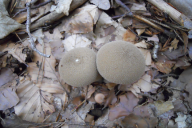 Lycoperdon perlatum