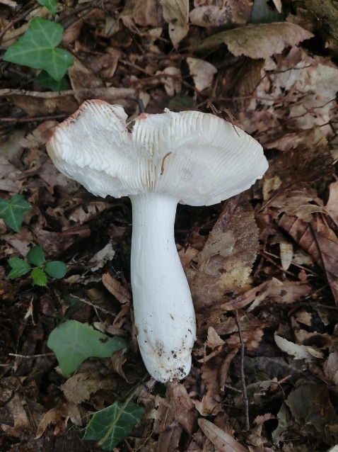 Russula luteotacta