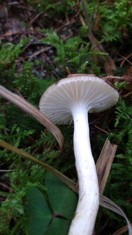 Hygrophorus hypothejus