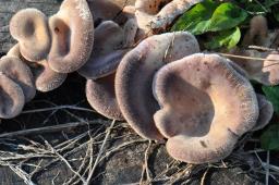 Lentinus strigosus