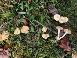 Hygrophorus lucorum