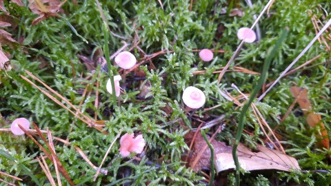 Mycena rosella