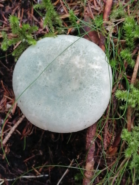 Russula virescens