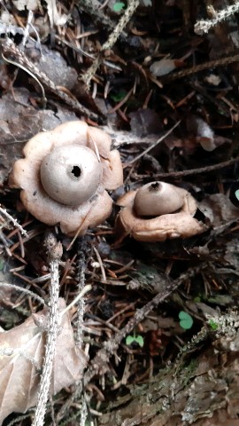 Geastrum fimbriatum