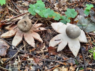 Geastrum rufescens