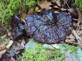 Ganoderma carnosum