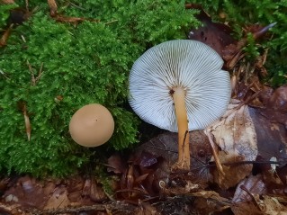 Gymnopus dryophilus