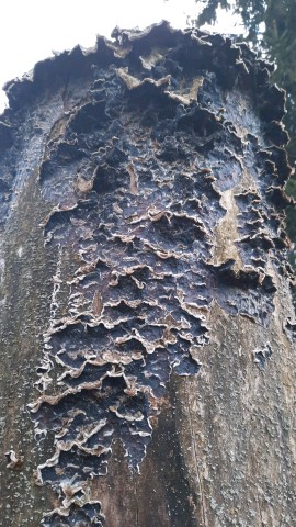 Auricularia mesenterica