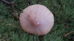 Conocybe macrocephala