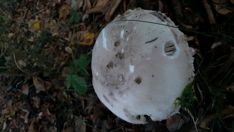 Amanita strobiliformis