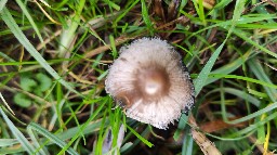 Coprinopsis atramentaria