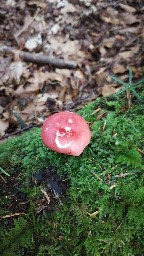 Russula emetica