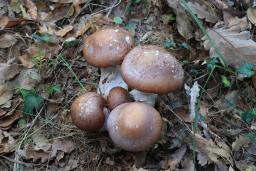 Cortinarius praestans