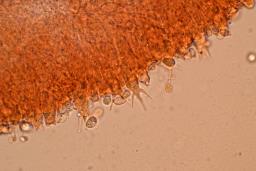 Clitocybe inflatipes