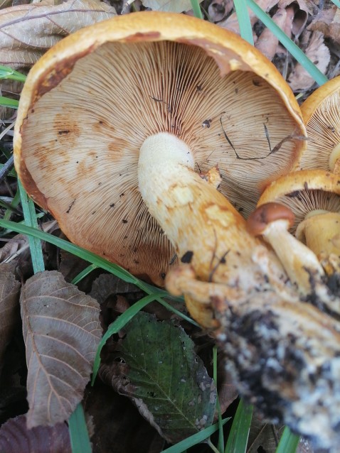 Pholiota aurivella