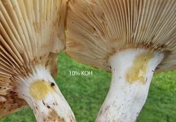 Russula subfoetens
