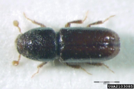 Pityogenes chalcographus