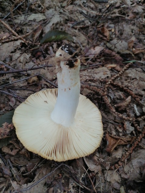 Russula foetens