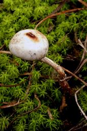 Tulostoma brumale