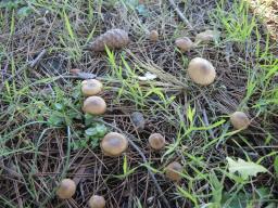 Inocybe psammobrunnea