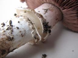 Agaricus bitorquis