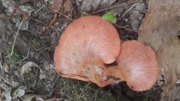 Fistulina hepatica