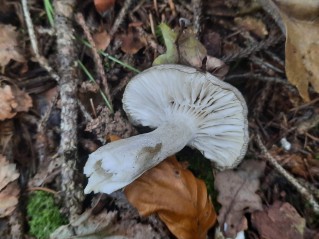 Hygrophorus agathosmus