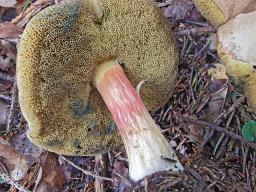 Hortiboletus bubalinus