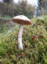 Cortinarius caninus