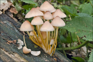 Mycena renati