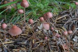 Mycena rosella