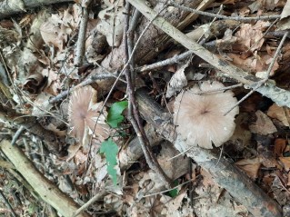 Megacollybia platyphylla